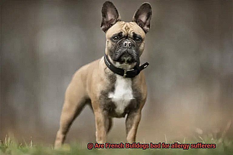Are French Bulldogs bad for allergy sufferers-4
