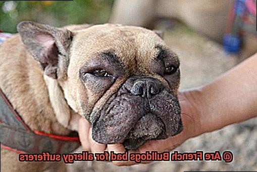 Are French Bulldogs bad for allergy sufferers-8