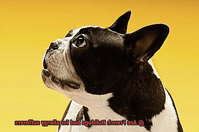 Are French Bulldogs bad for allergy sufferers-9