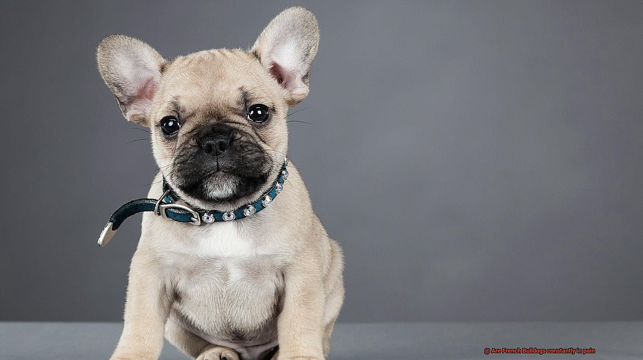 Are French Bulldogs constantly in pain-12