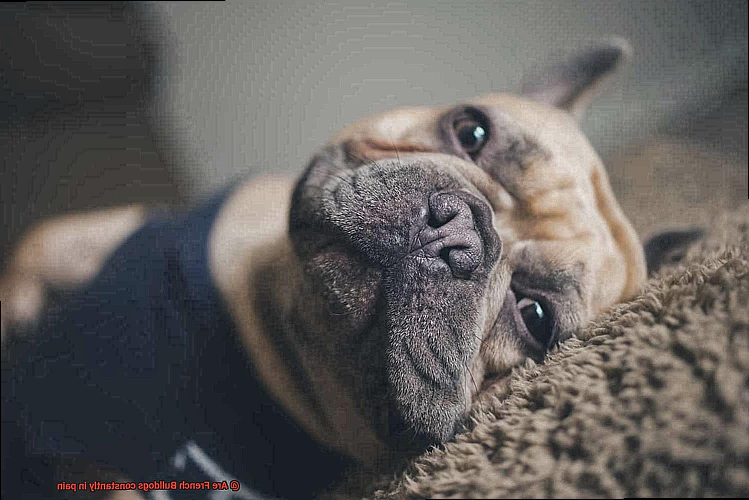 Are French Bulldogs constantly in pain-4