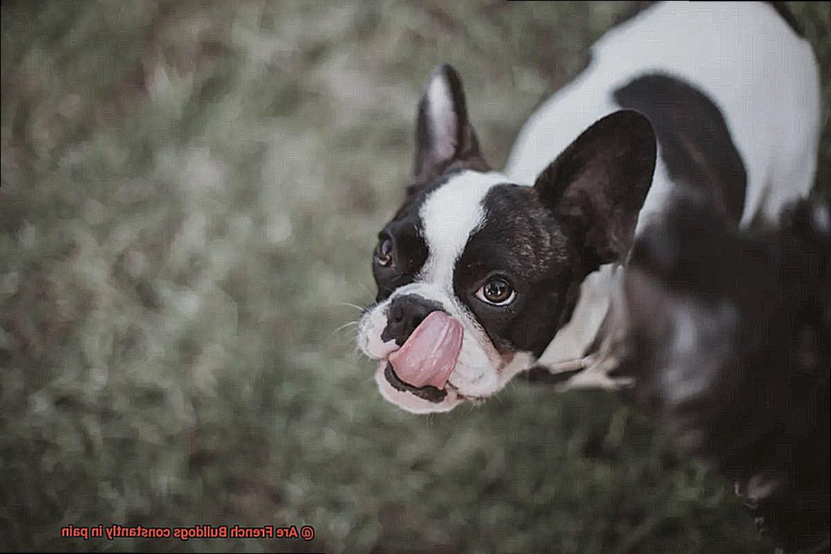 Are French Bulldogs constantly in pain-8