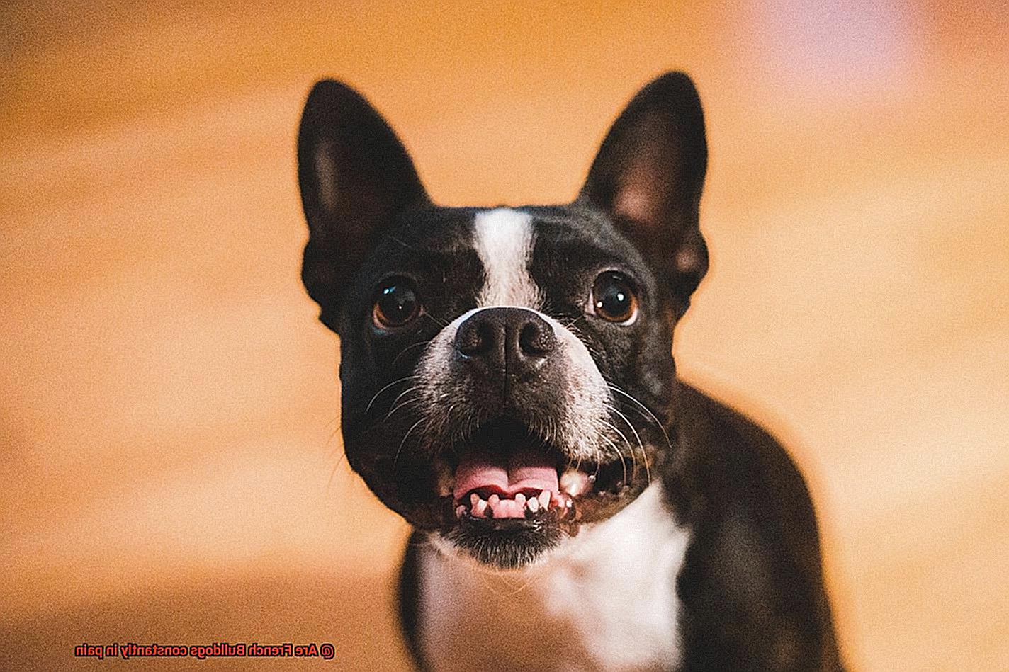 Are French Bulldogs constantly in pain-14