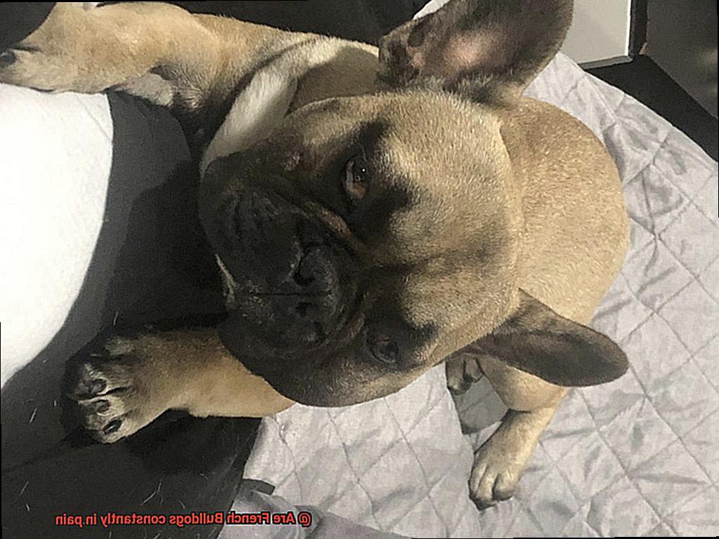Are French Bulldogs constantly in pain-3