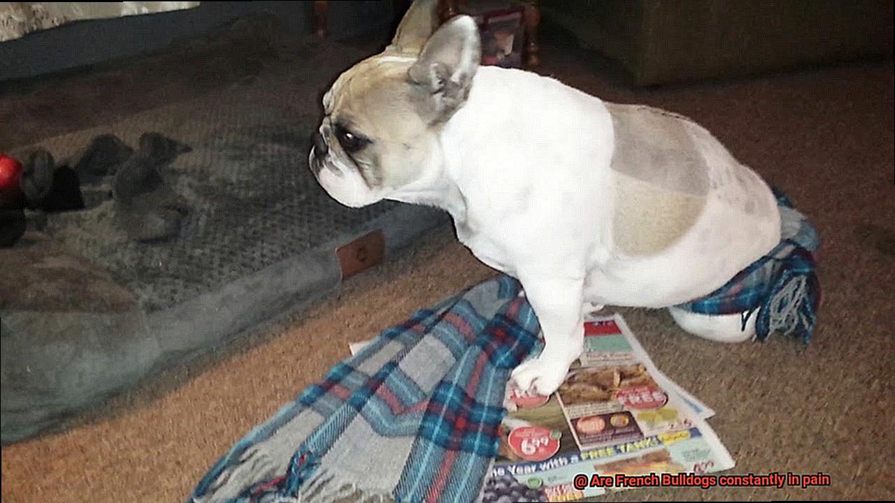 Are French Bulldogs constantly in pain-5
