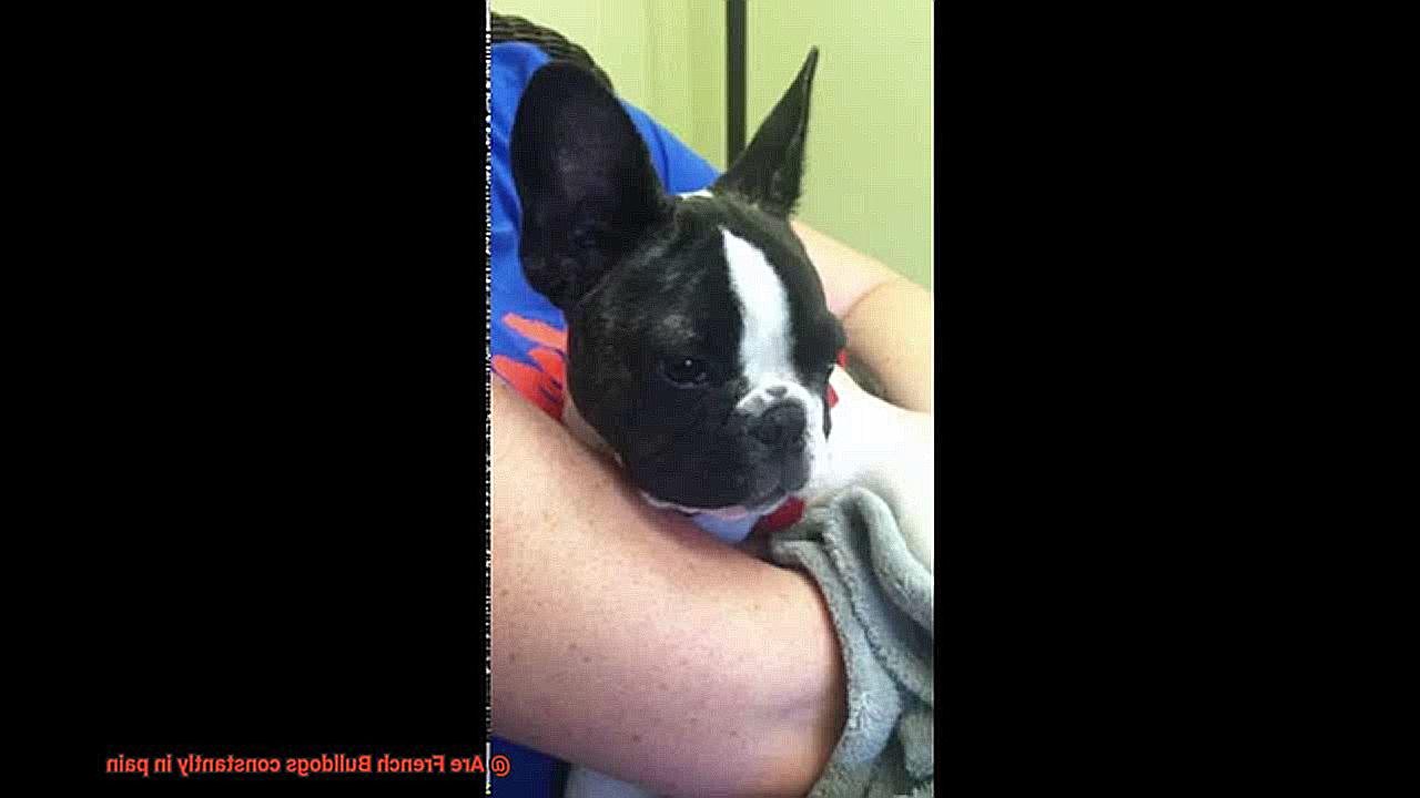 Are French Bulldogs constantly in pain-15