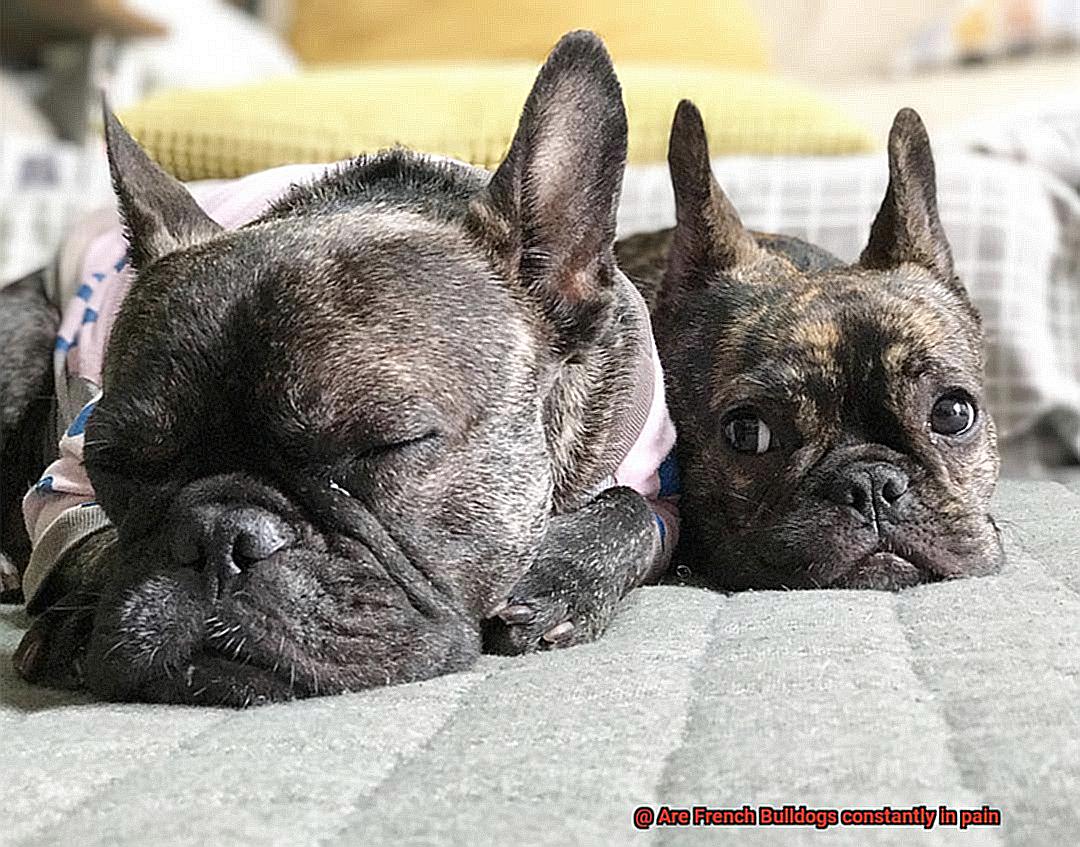 Are French Bulldogs constantly in pain-13