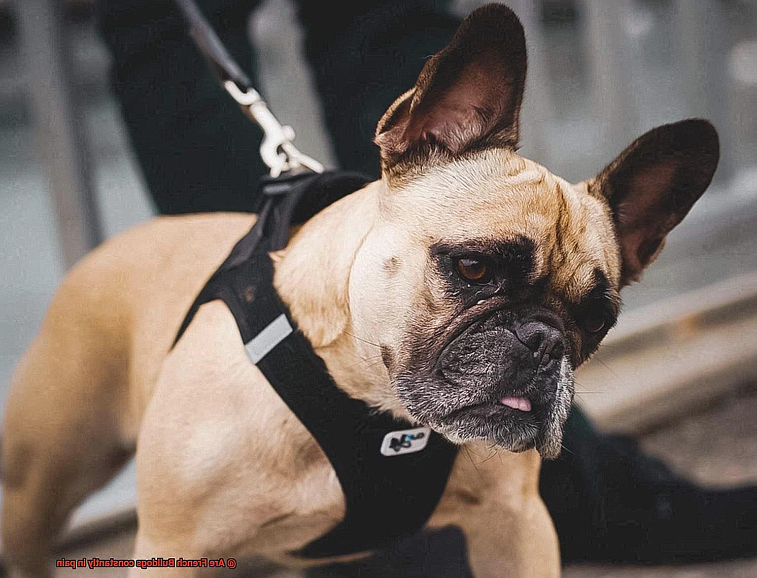 Are French Bulldogs constantly in pain-2