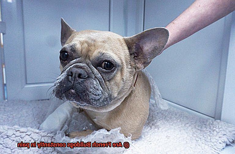 Are French Bulldogs constantly in pain-16