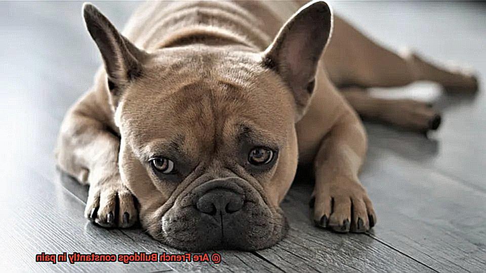 Are French Bulldogs constantly in pain-11