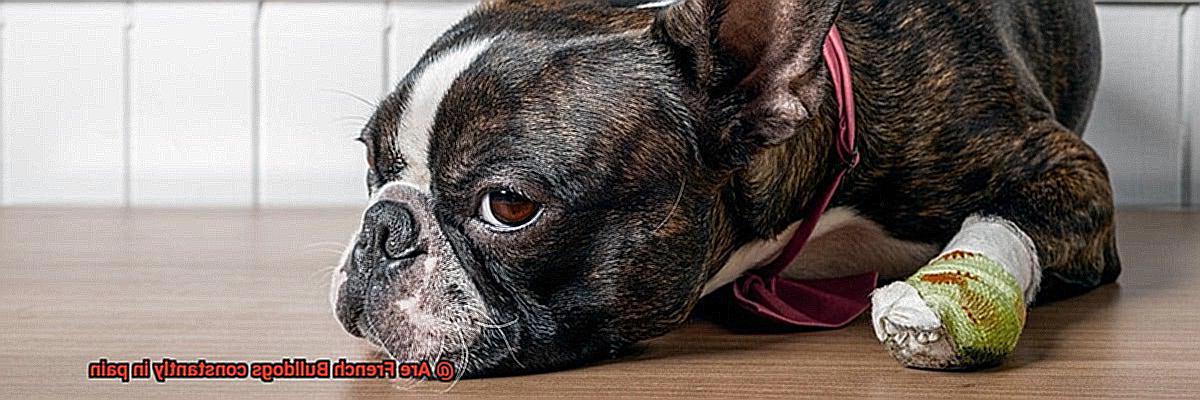 Are French Bulldogs constantly in pain-7