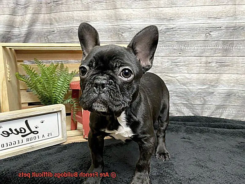 Are French Bulldogs difficult pets-2