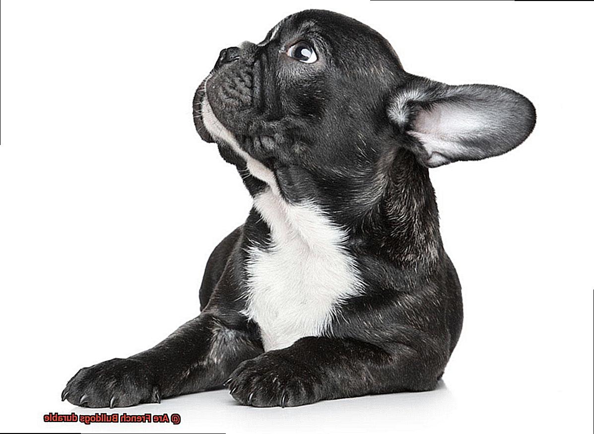Are French Bulldogs durable-2