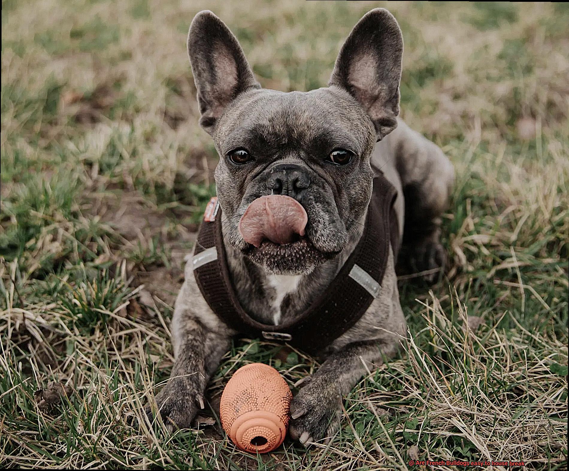 Are French Bulldogs easy to house break-3