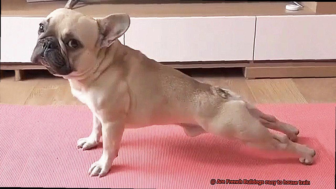 Are French Bulldogs easy to house train-6