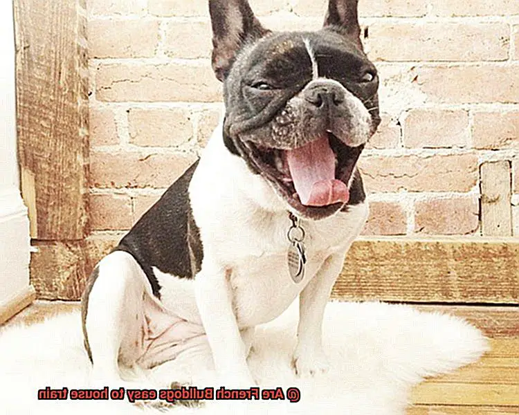 Are French Bulldogs easy to house train-10