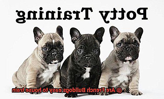 Are French Bulldogs easy to house train-7