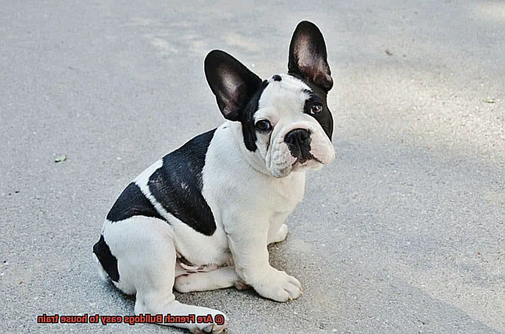 Are French Bulldogs easy to house train-4