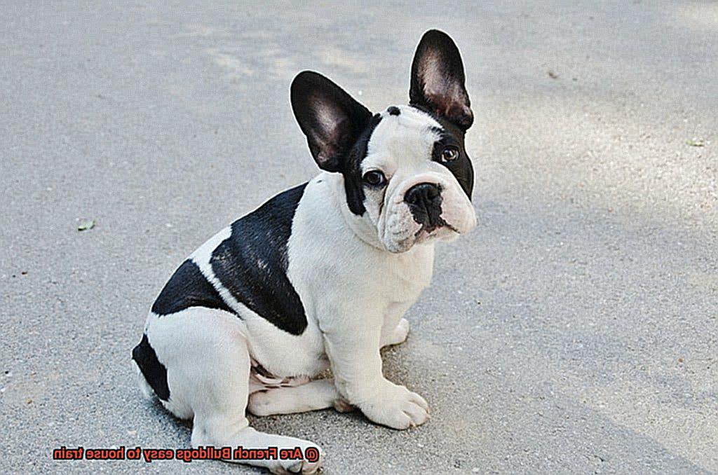 Are French Bulldogs easy to house train-4