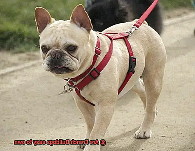 Are French Bulldogs easy to own-5