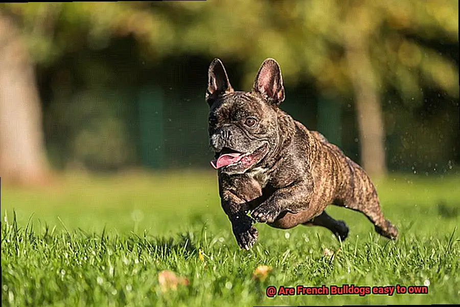 Are French Bulldogs easy to own-2