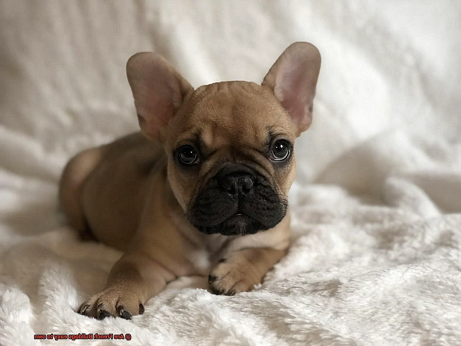 Are French Bulldogs easy to own-4