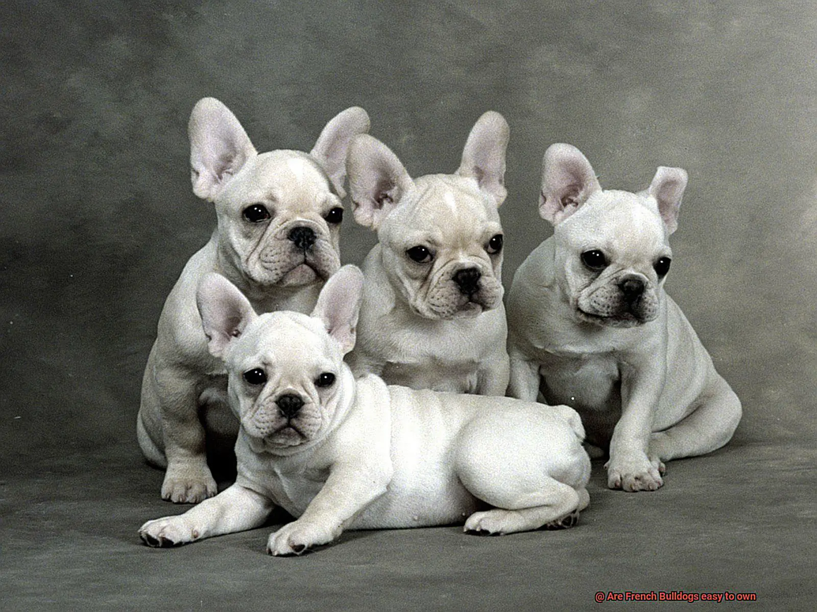 Are French Bulldogs easy to own-3