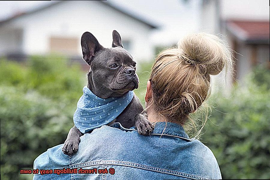 Are French Bulldogs easy to own-6