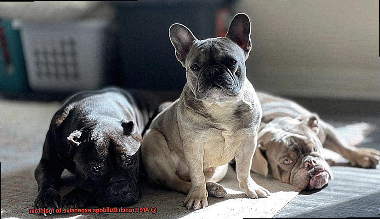 Are French Bulldogs expensive to maintain-3