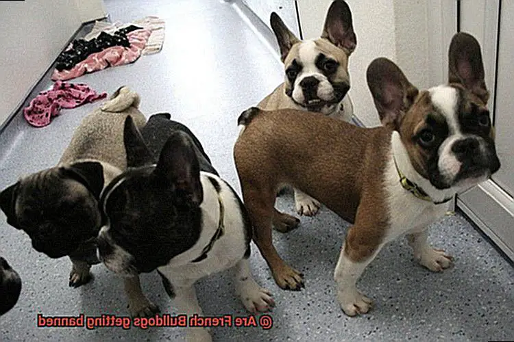 Are French Bulldogs getting banned-2