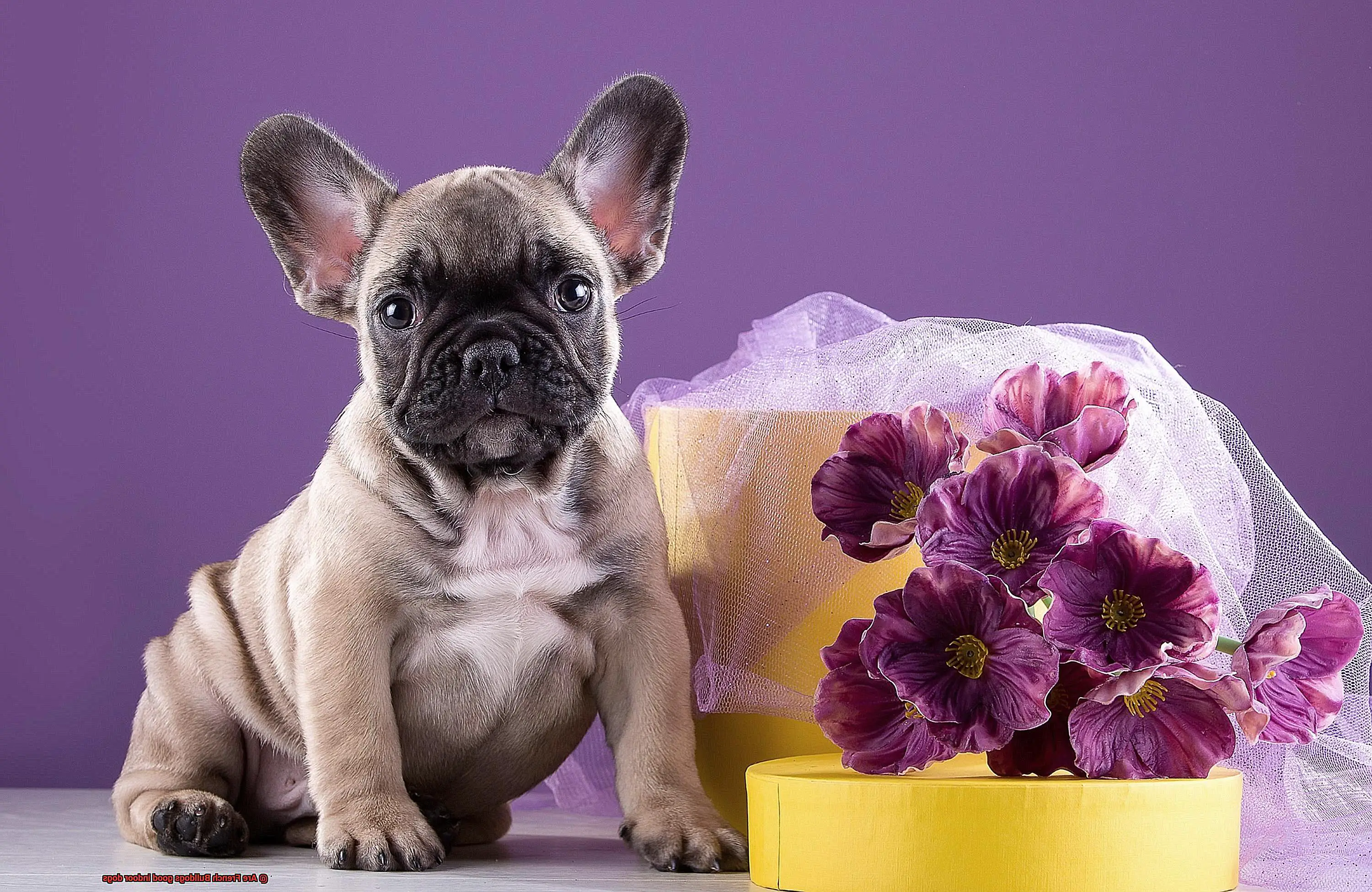 Are French Bulldogs good indoor dogs-7