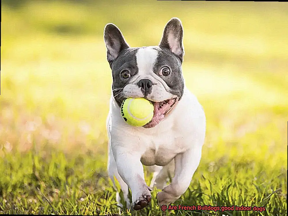 Are French Bulldogs good indoor dogs-6
