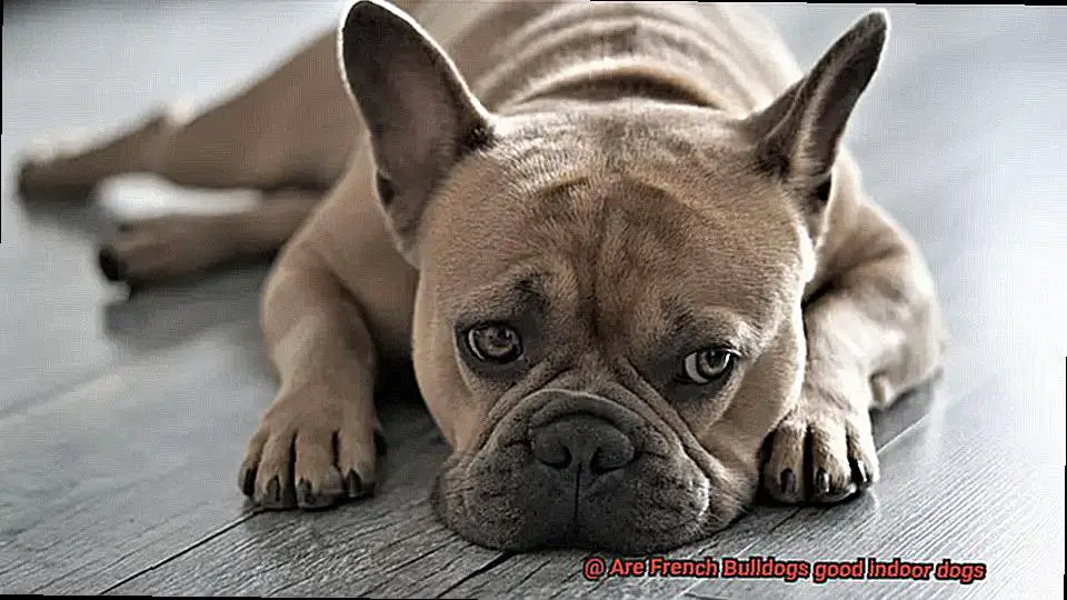 Are French Bulldogs good indoor dogs-2