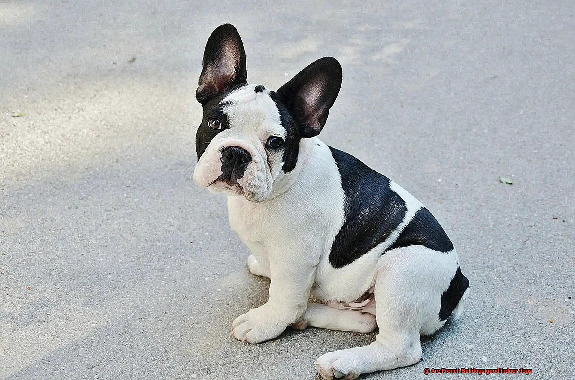 Are French Bulldogs good indoor dogs-3