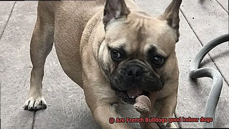 Are French Bulldogs good indoor dogs-8