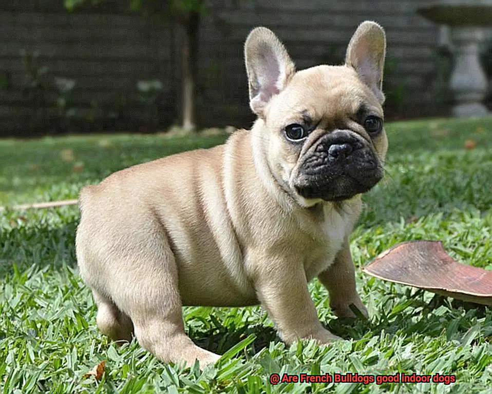 Are French Bulldogs good indoor dogs-4