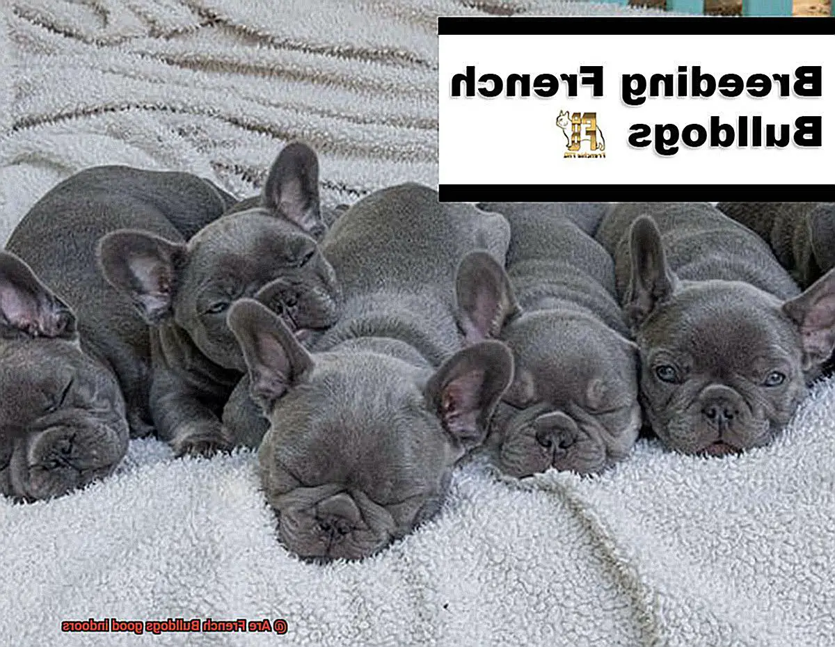 Are French Bulldogs good indoors-2