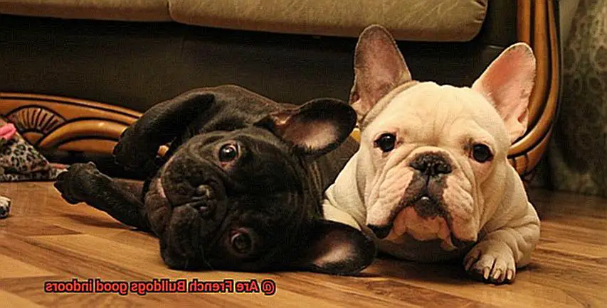 Are French Bulldogs good indoors-6