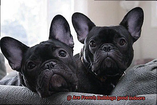 Are French Bulldogs good indoors-9