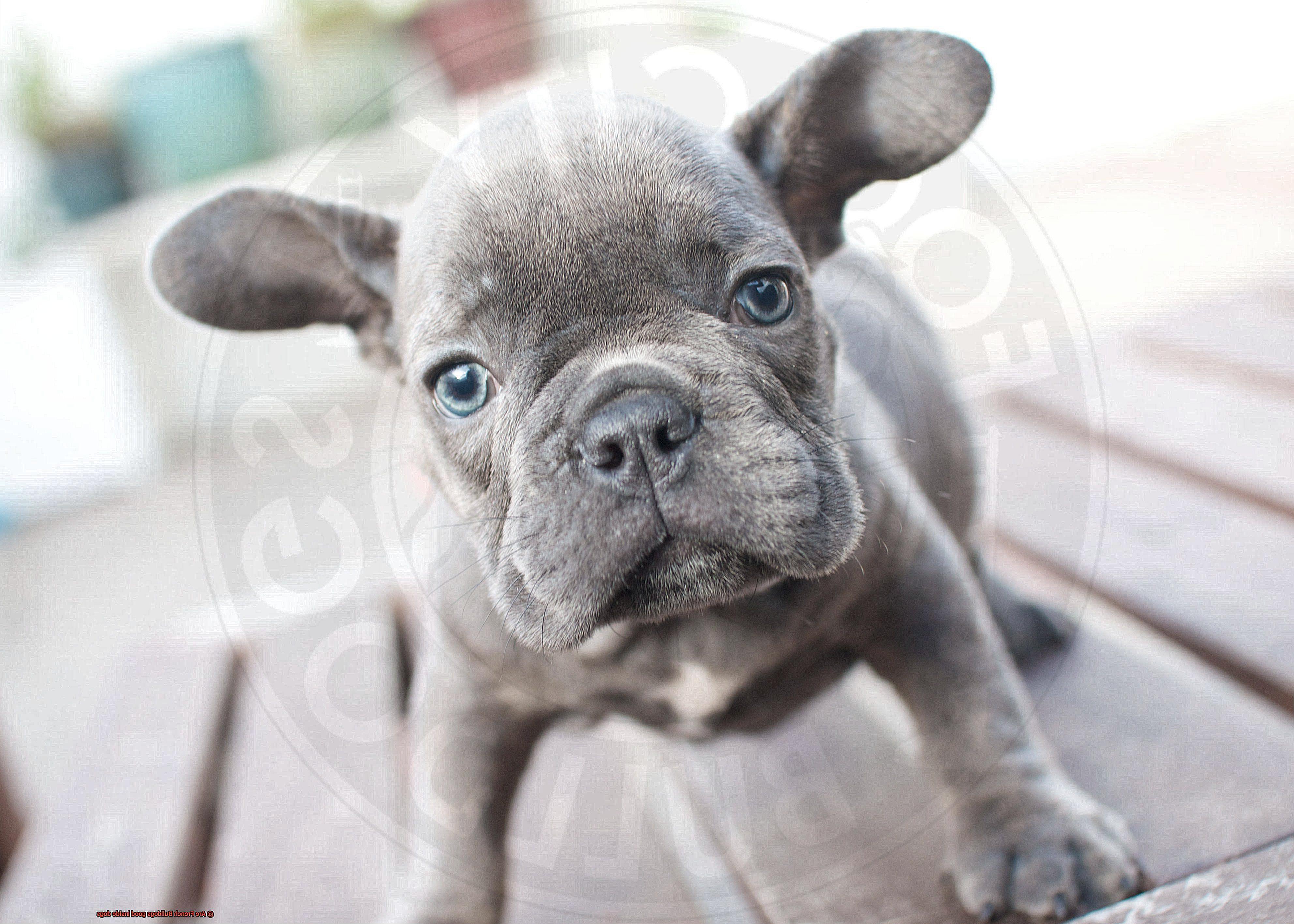 Are French Bulldogs good inside dogs-3