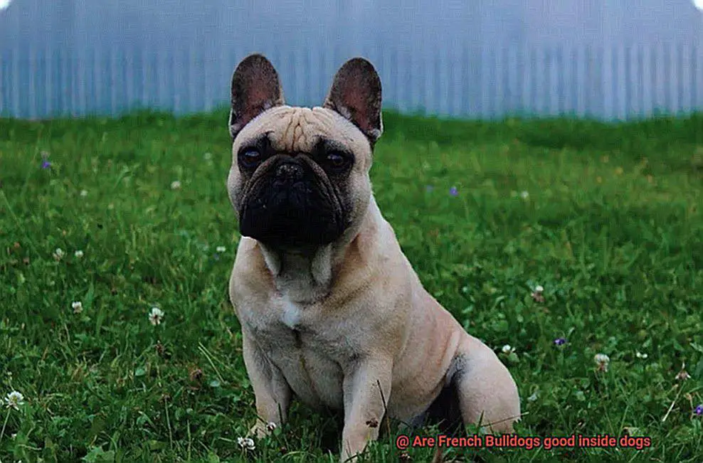 Are French Bulldogs good inside dogs-4