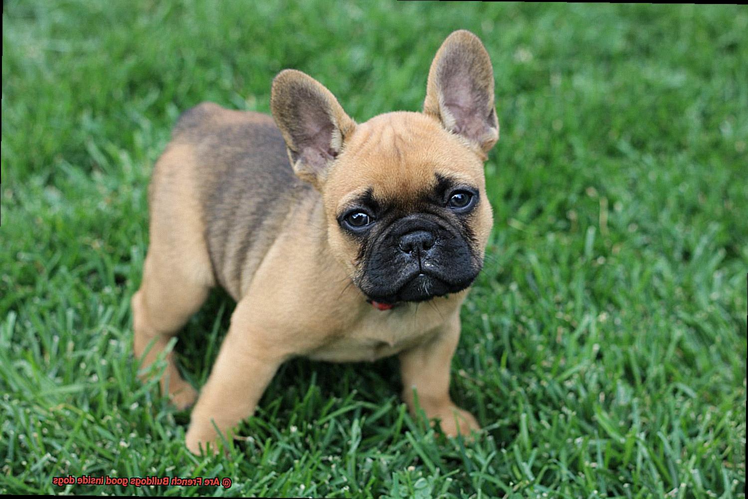 Are French Bulldogs good inside dogs-2