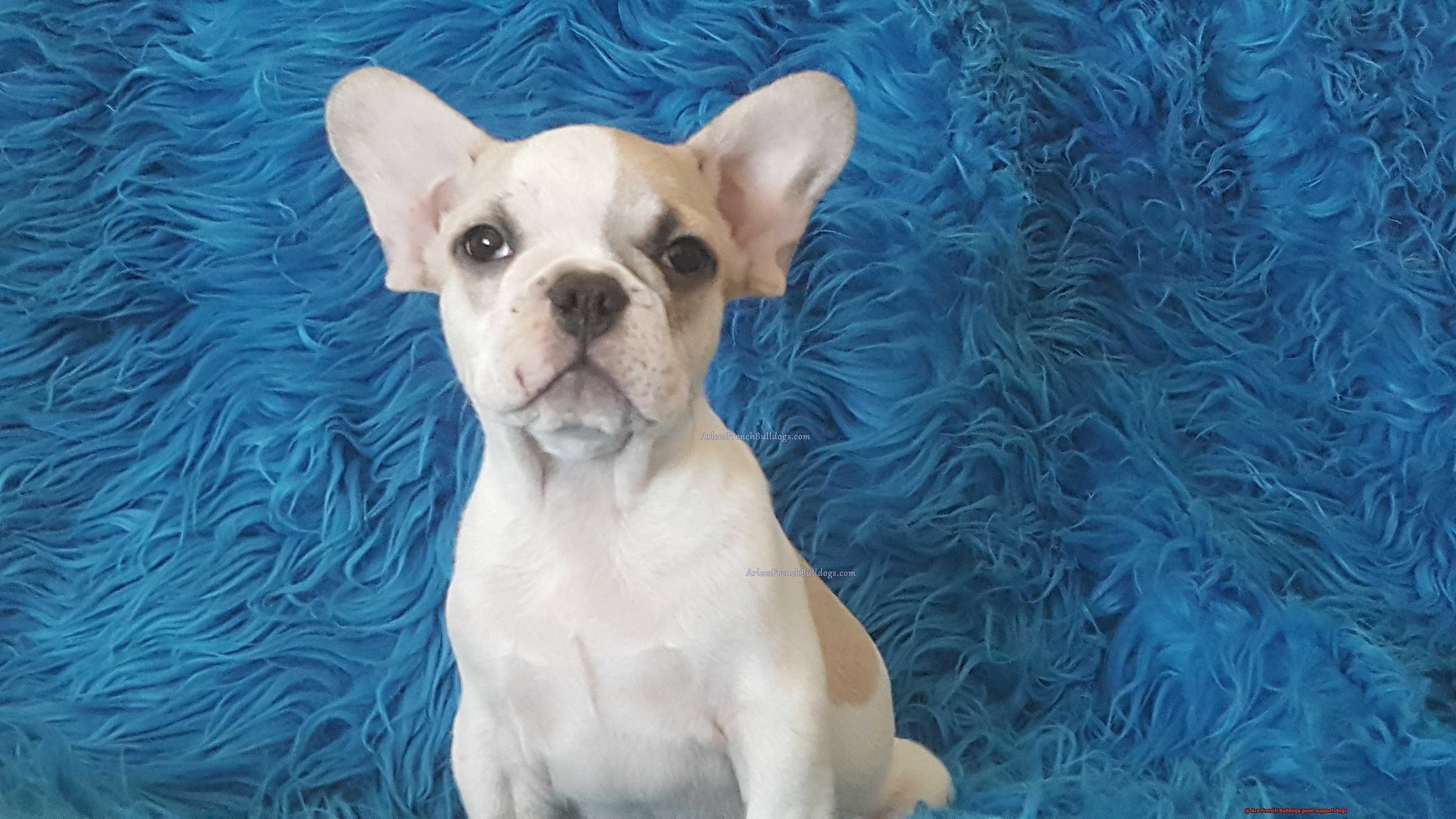 Are French Bulldogs good support dogs-3