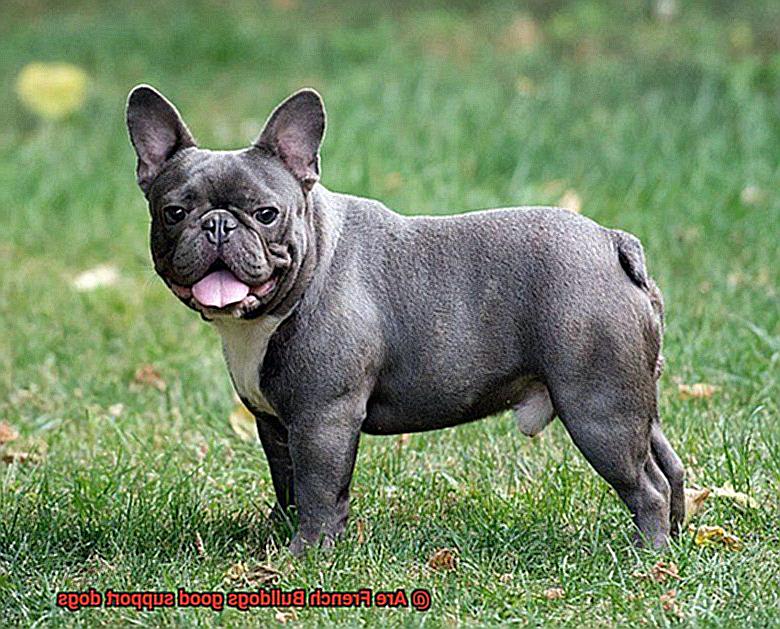 Are French Bulldogs good support dogs-4