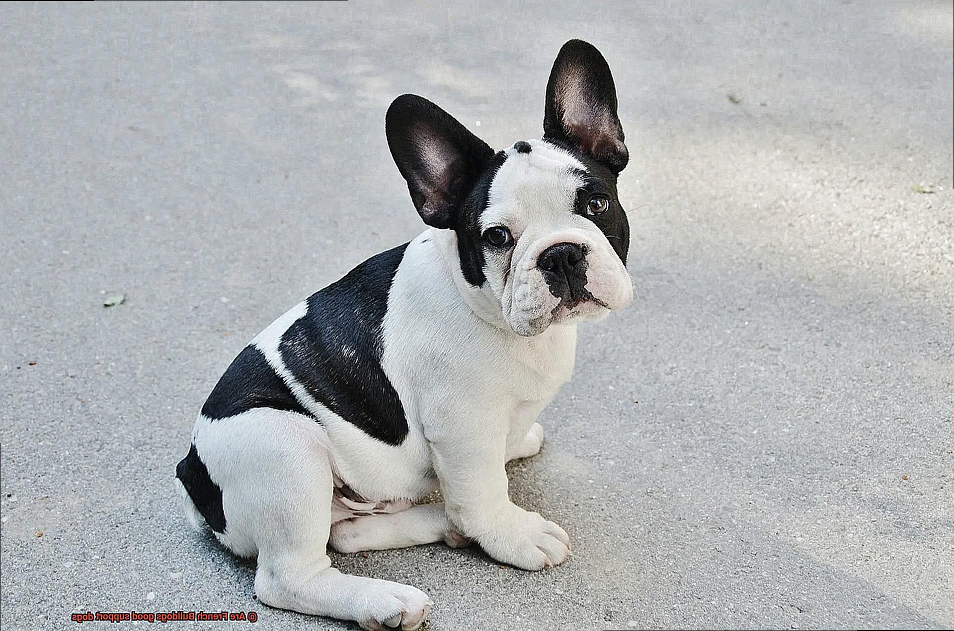 Are French Bulldogs good support dogs-7
