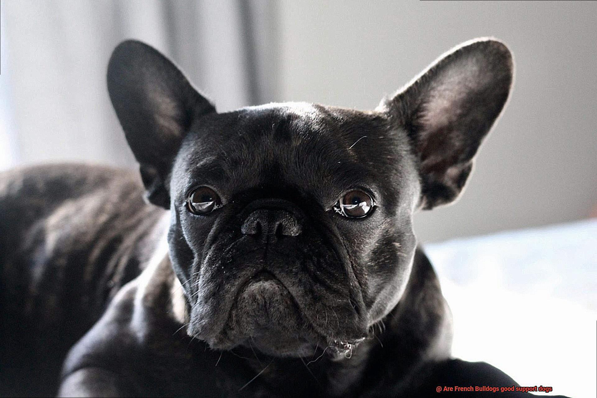 Are French Bulldogs good support dogs-12