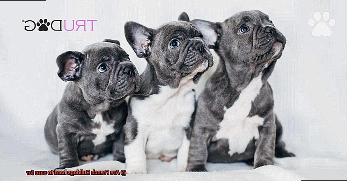 Are French Bulldogs hard to care for-2