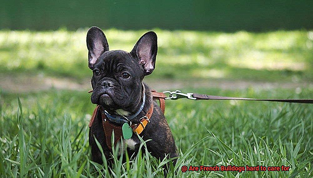 Are French Bulldogs hard to care for-4
