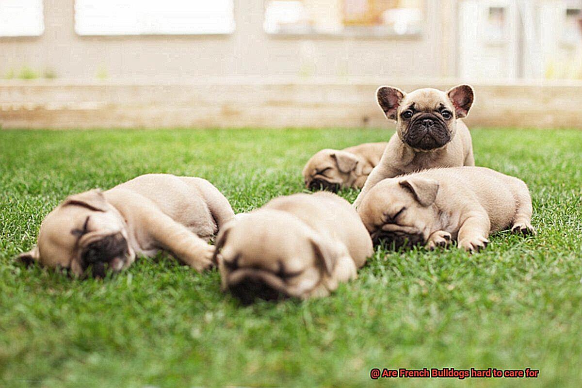 Are French Bulldogs hard to care for-5