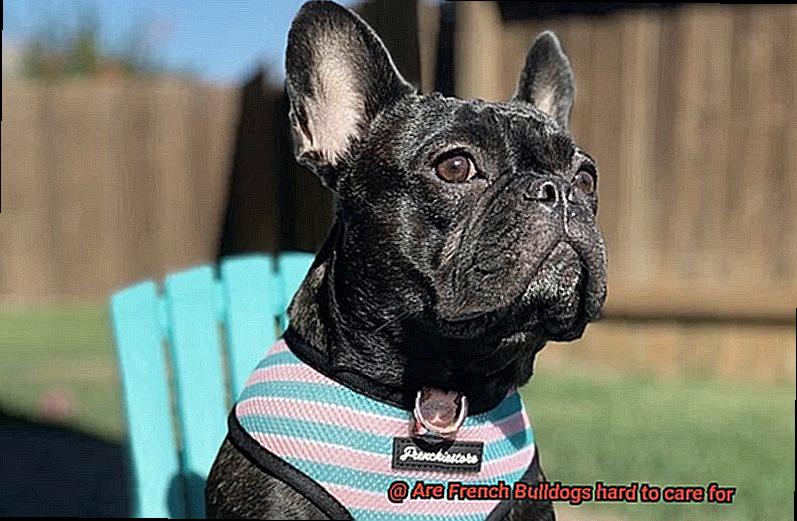Are French Bulldogs hard to care for-7
